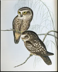 Búho Manchado (Athene Maculata)