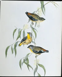 Pardalote Manchado (Pardalotus Punctatus)