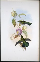 Mango de San Tomás (Lampornis Virginalis)