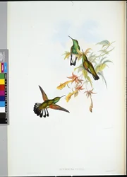 Colibrí de cola rayada (Eupherusa Eximia)