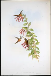 Ermitaño de Garganta Rayada (Phaethornis Striigularis)