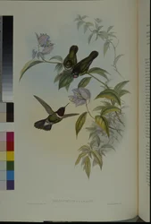 Ángel del sol (Heliangelus Clarisse)