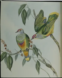 Paloma frutera de Swainson (Ptilinopus Swainsonii)
