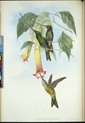 Picoespada (Docimastes ensiferus)