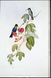 Panoplites de Tschudi (Thalurania Tschudi)