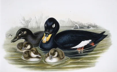 Negrón especulado (oidemla fusca)
