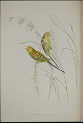 Perico de Pasto Cantor (Melopsittacus Undulatus)