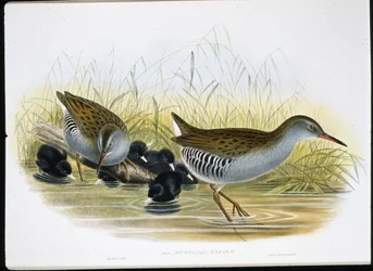 Rascón europeo (Rallus Aquaticus)
