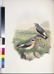Collalba gris (Oenanthe oenanthe)