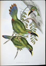 Tucán de pico acanalado con banda blanca (Aulacoramphus Albivitta)