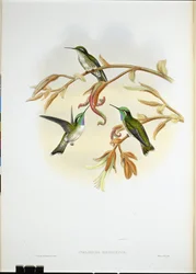 Colibrí cacique de vientre blanco (Coeligena Hemileuca)