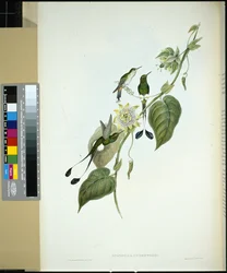 Colibrí de cola de raqueta y botas blancas (Spathura Underwoodi)