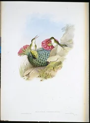 Leucipo de pecho blanco