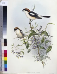 Alcaudón real (Enneoctonus Rufus)