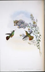 Colibrí de Xantus (Heliopaedica Xantusi)