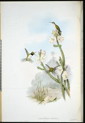 Colibrí de cola de raqueta de Yarrell (Calothorax yarrellii)