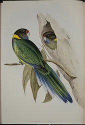 Periquito de collar amarillo (Platycercus Semitorquatus)