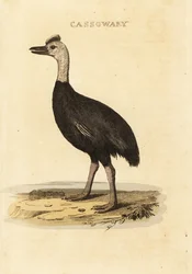 Casuario del sur, Casuarius casuarius