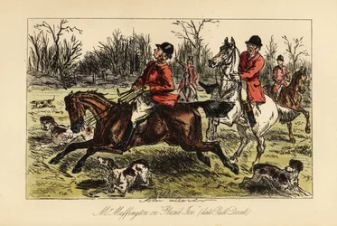Cazador inglés arrastrado en medio de los perros por su caballo testarudo