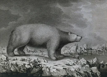 Oso polar, grabado por Peter Mazel después de un dibujo de John Webber (1750-1793) realizado durante el tercer viaje de James Cook