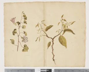 F.13 Ipomea Pes, caprae; Celtis paniculata, c.1790-95 (acuarela y tinta sobre papel)