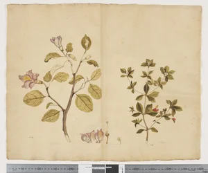 F.15 Lagunaria Patersonia; Alyxia gynopogon, c.1790-95 (acuarela y tinta sobre papel)