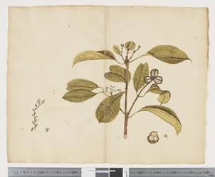 F.19 Samolus repens; Baloghia lucida, c.1790-95 (tinta y acuarela sobre papel)
