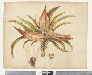 F.1 Freycinetia baueriana, c.1790-95 (acuarela y tinta sobre papel)
