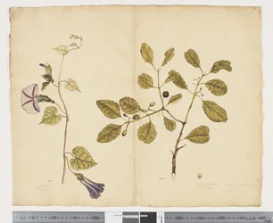 F.24 Ipomoea congesta; Elaeodendron curtipendulum, c.1790-95 (acuarela y tinta sobre papel)