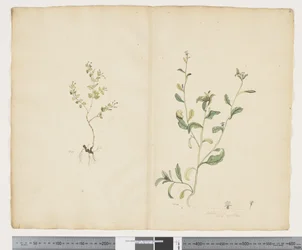 F.25 Euphorbia sparrmannii; Lobelia alata, c.1790-95 (acuarela y tinta sobre papel)