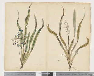 F.29 Dianella intermedia, c.1790-95 (acuarela y tinta sobre papel)