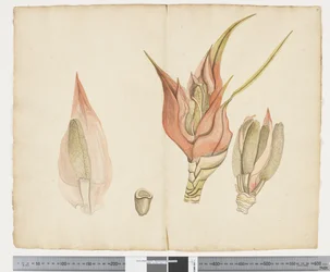 F.33 Freycinetia baueriana, c.1790-95 (tinta y acuarela sobre papel)
