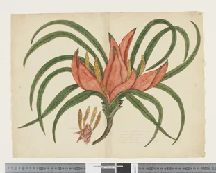F.36 Freycinetia baueriana, c.1790-95 (acuarela y tinta sobre papel)