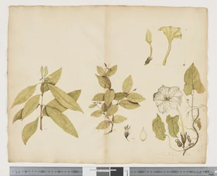 F.6 Wickstroemia Australis; Ipomea, c.1790-95 (acuarela y tinta sobre papel)