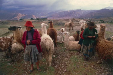 Mujeres peruanas y rebaño de llamas