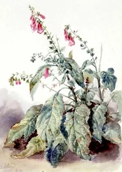 Dedaleras