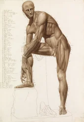 Estudio anatómico: musculatura humana, en la pose de "Hermes atándose la sandalia" de Praxíteles