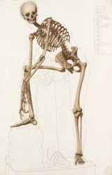 Estudio anatómico: el esqueleto humano, en la pose de "Hermes atándose la sandalia" de Praxíteles