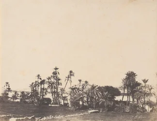Estudio de Palmeras, Orillas del Nilo, Kalabschi