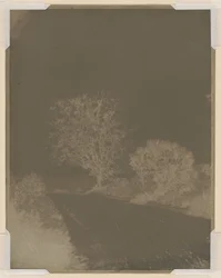 Árbol al borde de la carretera