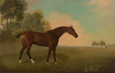 Un caballo bayo en el campo
