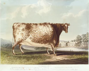 La novilla de Airedale, grabado por R. Reeve, 1820 (grabado en color)