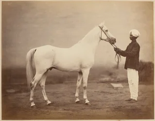 Caballo del Teniente General Sir Frederick Sleigh Roberts, "Vonolel", circa 1885