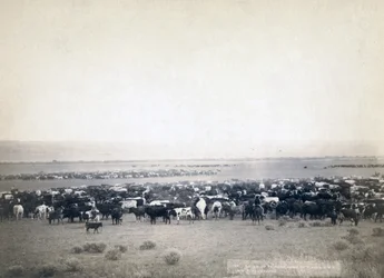Vaqueros arreando ganado, Dakota del Sur c.1890