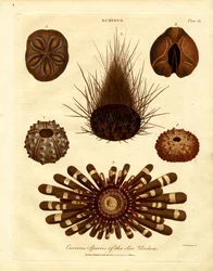 Curiosas especies de erizos de mar