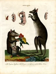 Didelphis (Marsupiales)