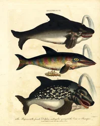 Especies de delfines - Marsopas y Orcas