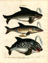 Delfines (Delphinus)