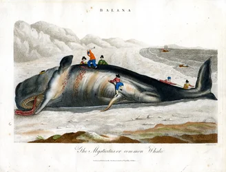 Ballena de Groenlandia o ballena común