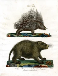 Hystrix (Puercoespines)